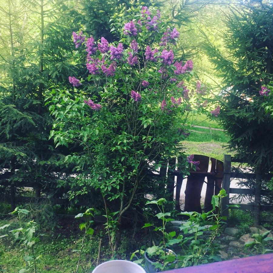 Cabana Ancutei Rucar  Bagian luar foto