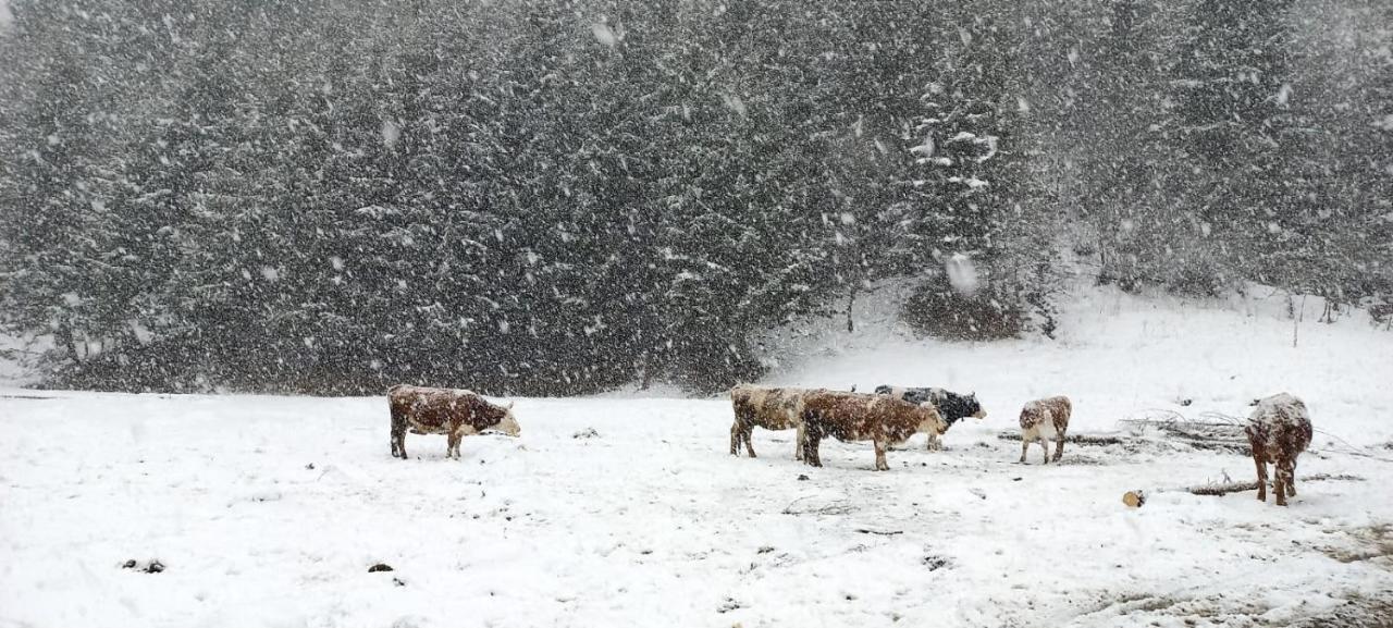 Cabana Ancutei Rucar  Bagian luar foto